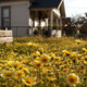 Illustration for article titled How An Artist Blanketed Los Angeles In Wildflowers